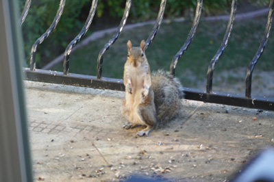 Cautious squirrel, Bird Feeder, California 2020: Pandemic & More
