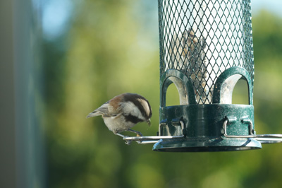 Chestnut Backed Chickadee, Bird Feeder, California 2020: Pandemic & More