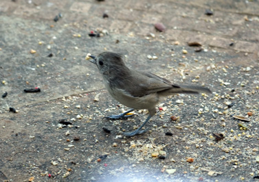 Very timid Oak Titmouse (?), Bird Feeder, California 2020: Pandemic & More