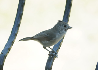 Oak Titmouse (?), Bird Feeder, California 2020: Pandemic & More