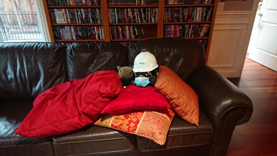 Nov 5th: Election Panic The animals are frightened of the CNN W, Elections 2020</small>, California 2020: Pandemic & More