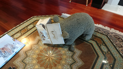 And lots of Chocolate, Elections 2020</small>, California 2020: Pandemic & More