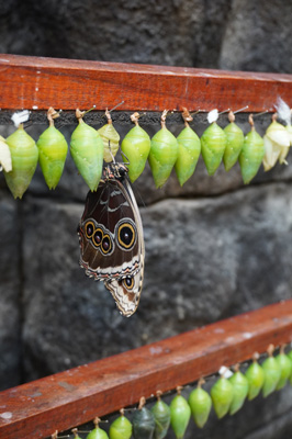 Costa Rica: La Paz Waterfall Gardens, Costa Rica, January 2020