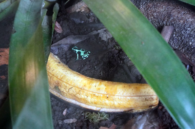 Tiny green and black poison dart frog, Costa Rica: La Paz Waterfall Gardens, Costa Rica, January 2020