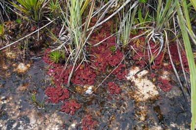 Red Sundew (carnivorous), Cloud Forest walk, 2021 Trinidad, Guyana & Florida