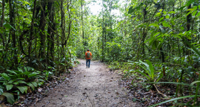 Cloud Forest stroll, Cloud Forest walk, 2021 Trinidad, Guyana & Florida