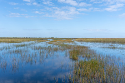 Florida: Everglades Airboat Tour, 2021 Trinidad, Guyana & Florida
