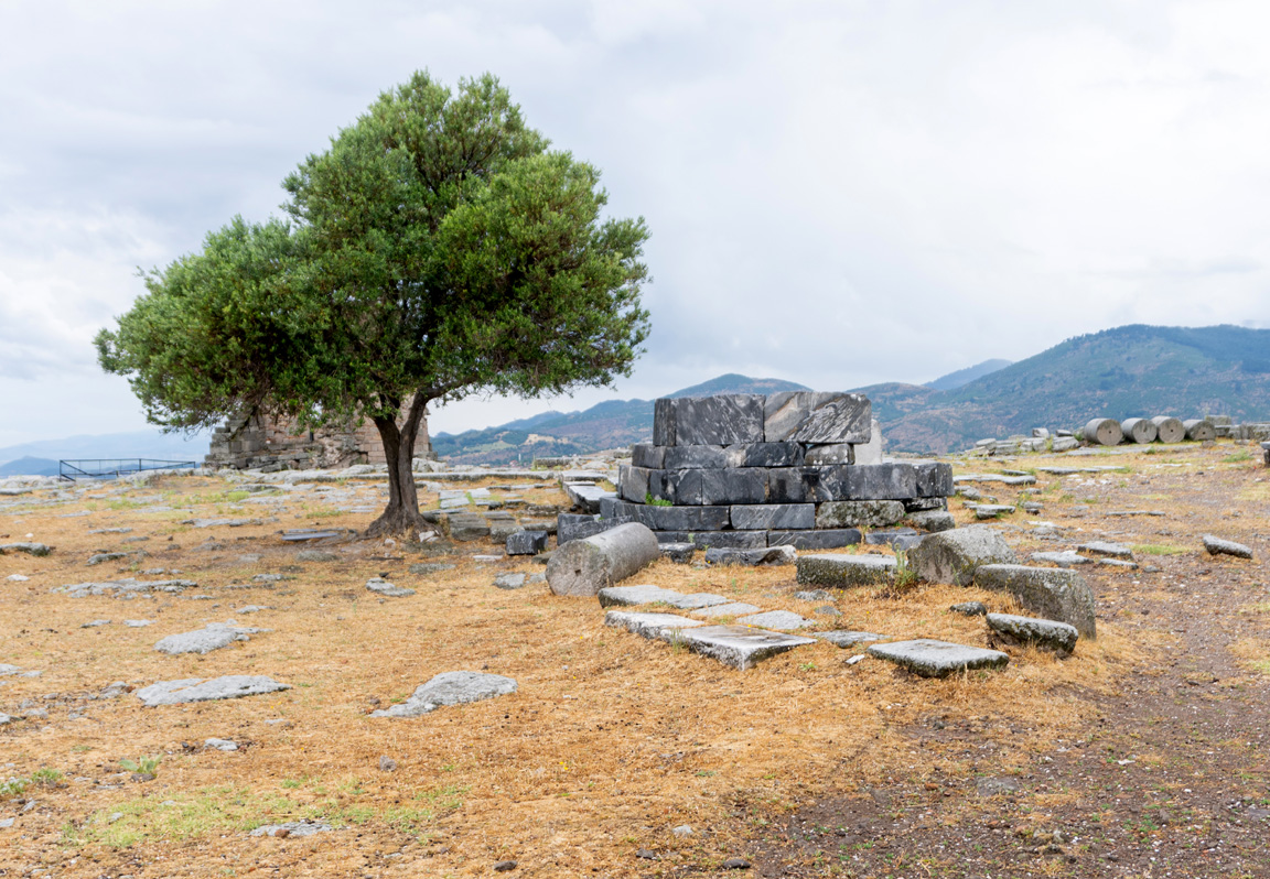 Pergamon Upper City, Remains of Temple of Athena With an olive tree