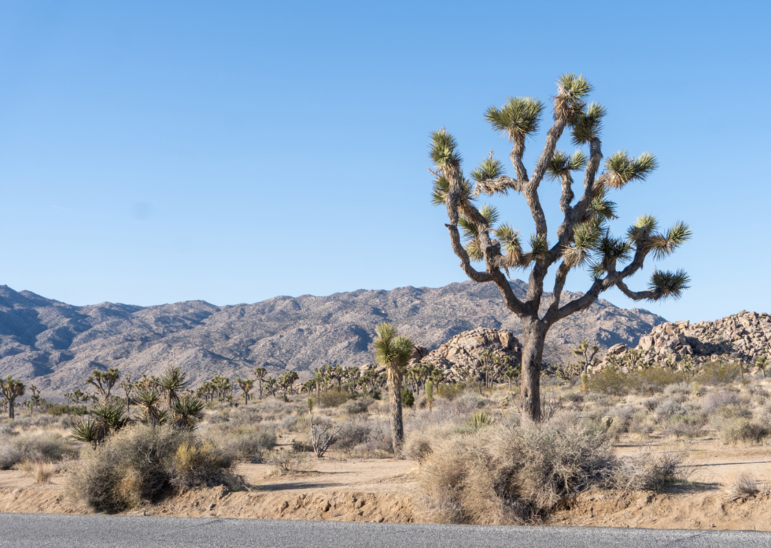 Joshua Tree National Park