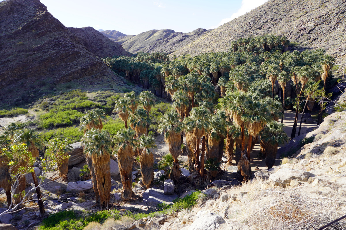 Indian Canyons, Palm Canyon: A canyon creek, lined by Palm trees