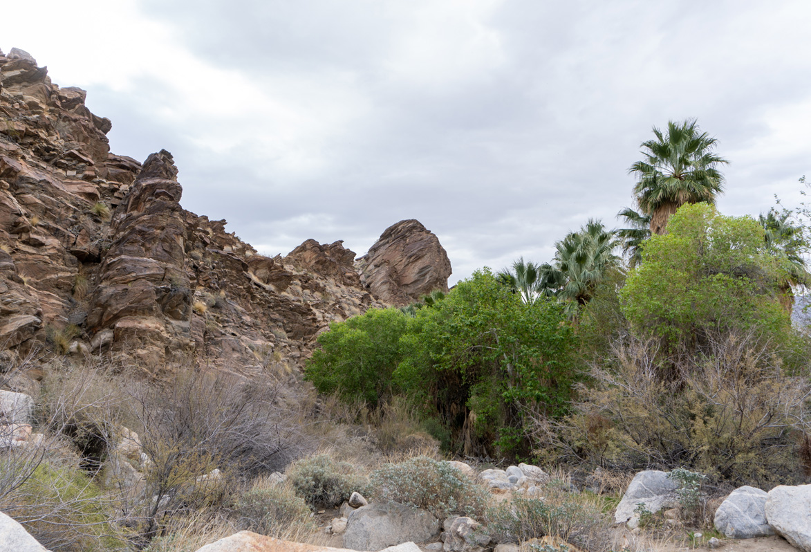 Indian Canyons, Varied vegetation