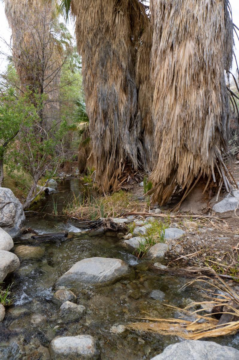 Indian Canyons, A briskly flowing canyon stream