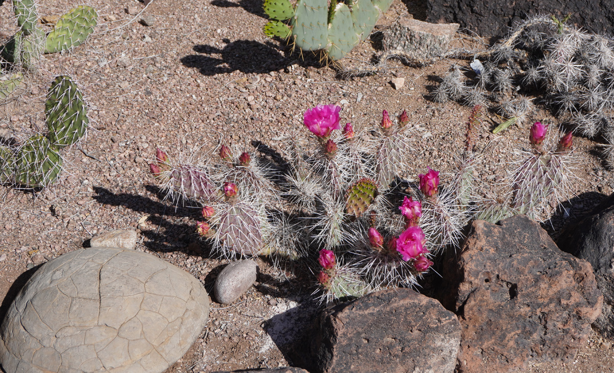 Phoenix: Desert Botanical Garden