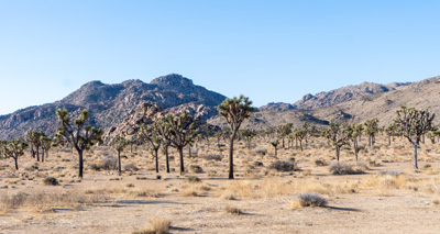 Joshua Tree National Park, California March 2021