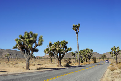 A rare tall straight Joshua Tree, Joshua Tree National Park, California March 2021