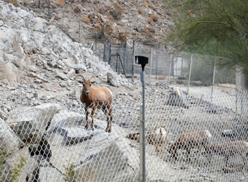 Bighorn Sheep, The Living Desert Zoo and Gardens, California March 2021