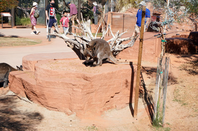 Walk-about Wallaby Enclosure, The Living Desert Zoo and Gardens, California March 2021