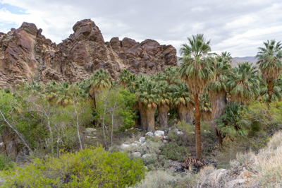The lush Andreas Canyon oasis, Indian Canyons, California March 2021