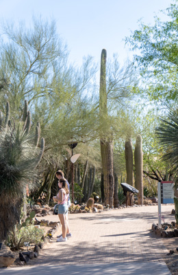 Phoenix: Desert Botanical Garden, Arizona 2021