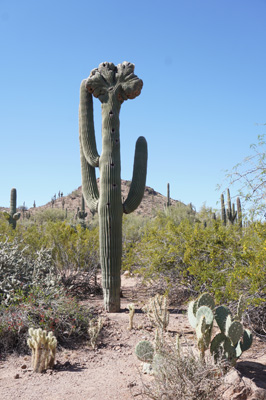 Phoenix: Desert Botanical Garden, Arizona 2021