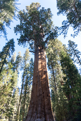 General Grant Tree "The World's Largest Tree", Sequoia National Park, California March 2021