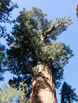 General Sherman upper foliage, Sequoia National Park, California March 2021