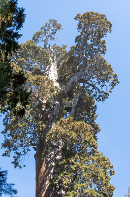 General Grant Tree: Upper Foliage, Sequoia National Park, California March 2021