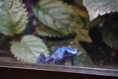 Poison dart frog, Moody Gardens: Rainforest Pyramid, Texas May 2021