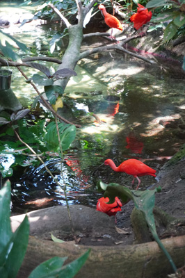 Moody Gardens: Rainforest Pyramid, Texas May 2021