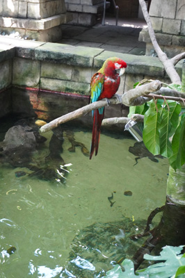 Moody Gardens: Rainforest Pyramid, Texas May 2021