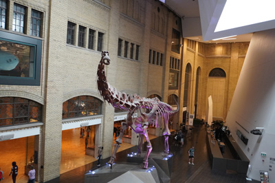 Main Hall with Dinosaur, Royal Ontario Museum, Canada, August 2022