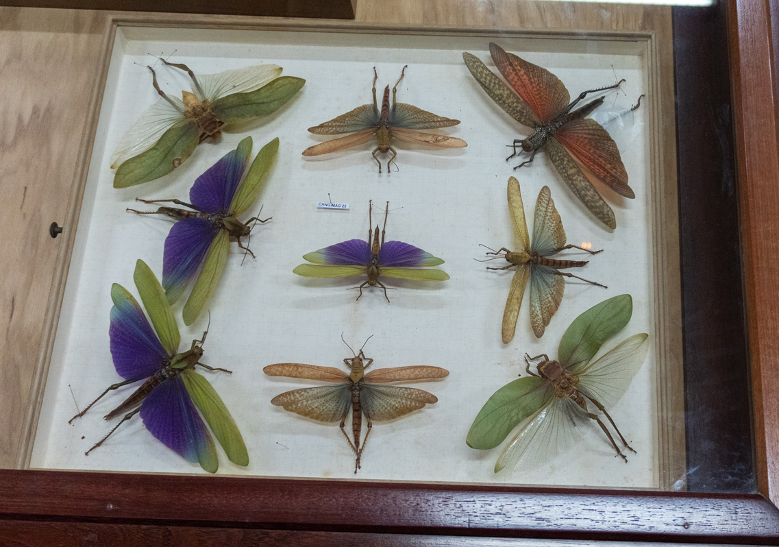 Musée Local de Guyane
