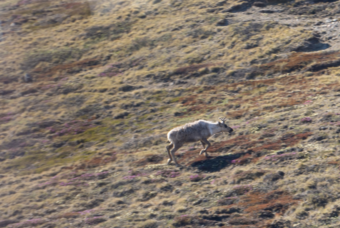 Kangerlussuaq "Point 660" (Ice Cap) Tour, Distant Reindeer
