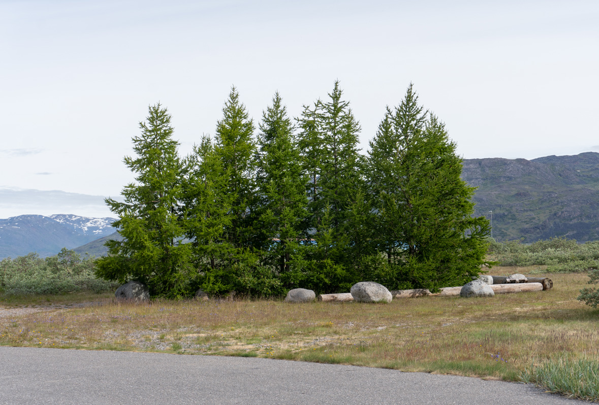 Nararsuaq, Trees!  In Greenland!