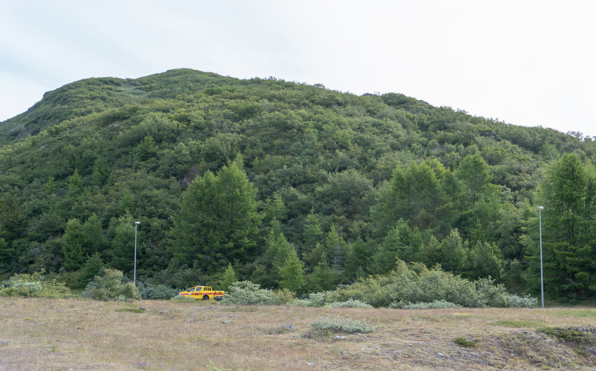 Nararsuaq, Forest!  In Greenland!