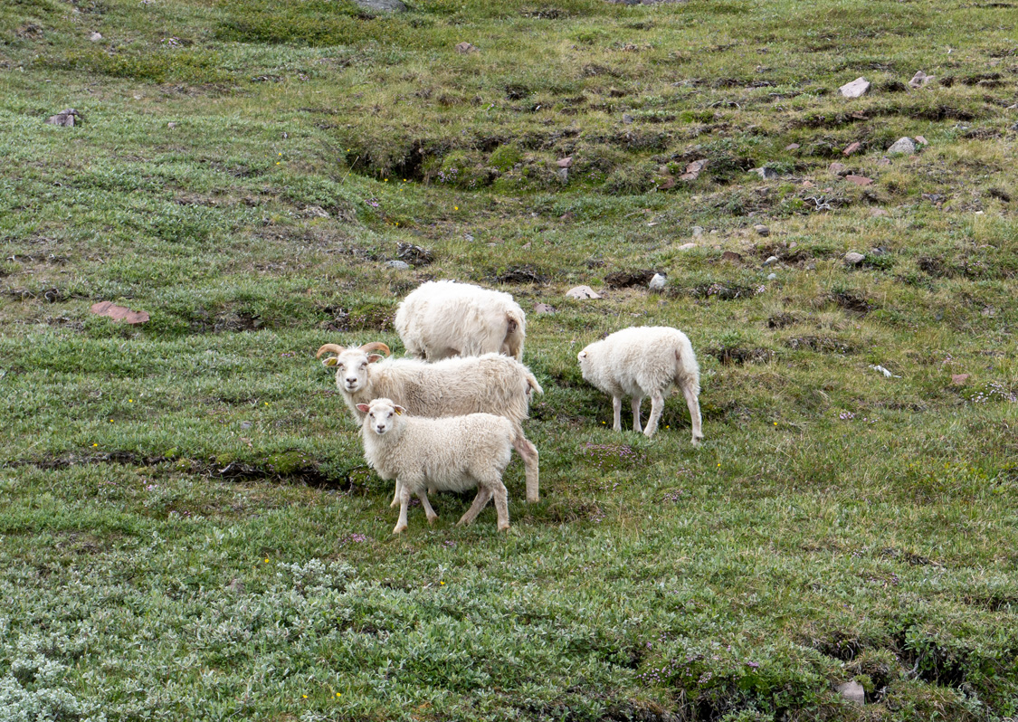 Igaliku: Garðar Cathedral, Curious sheep They don