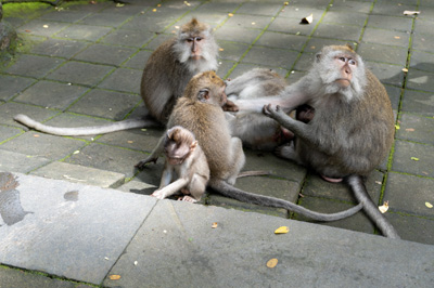 Ubud: Sacred Monkey Forest, Indonesia 2022 - Bali