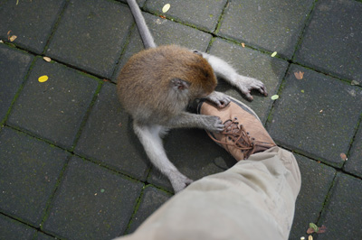 Ubud: Sacred Monkey Forest, Indonesia 2022 - Bali