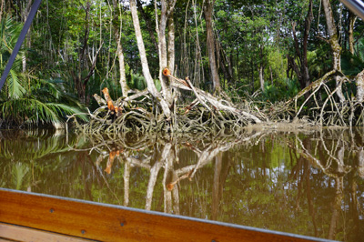 Brunei River trip, Brunei 2022