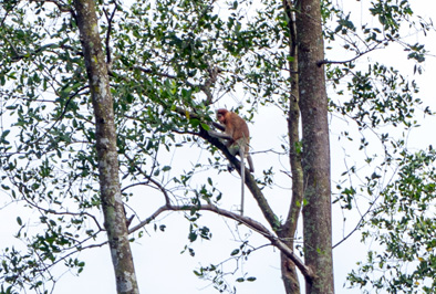 Distant Proboscis Monkey, Brunei River trip, Brunei 2022