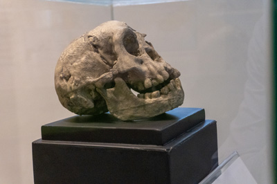 Homo Floresiensis ("Hobbit") skull, Merdeka Square area, Indonesia 2022 - Java
