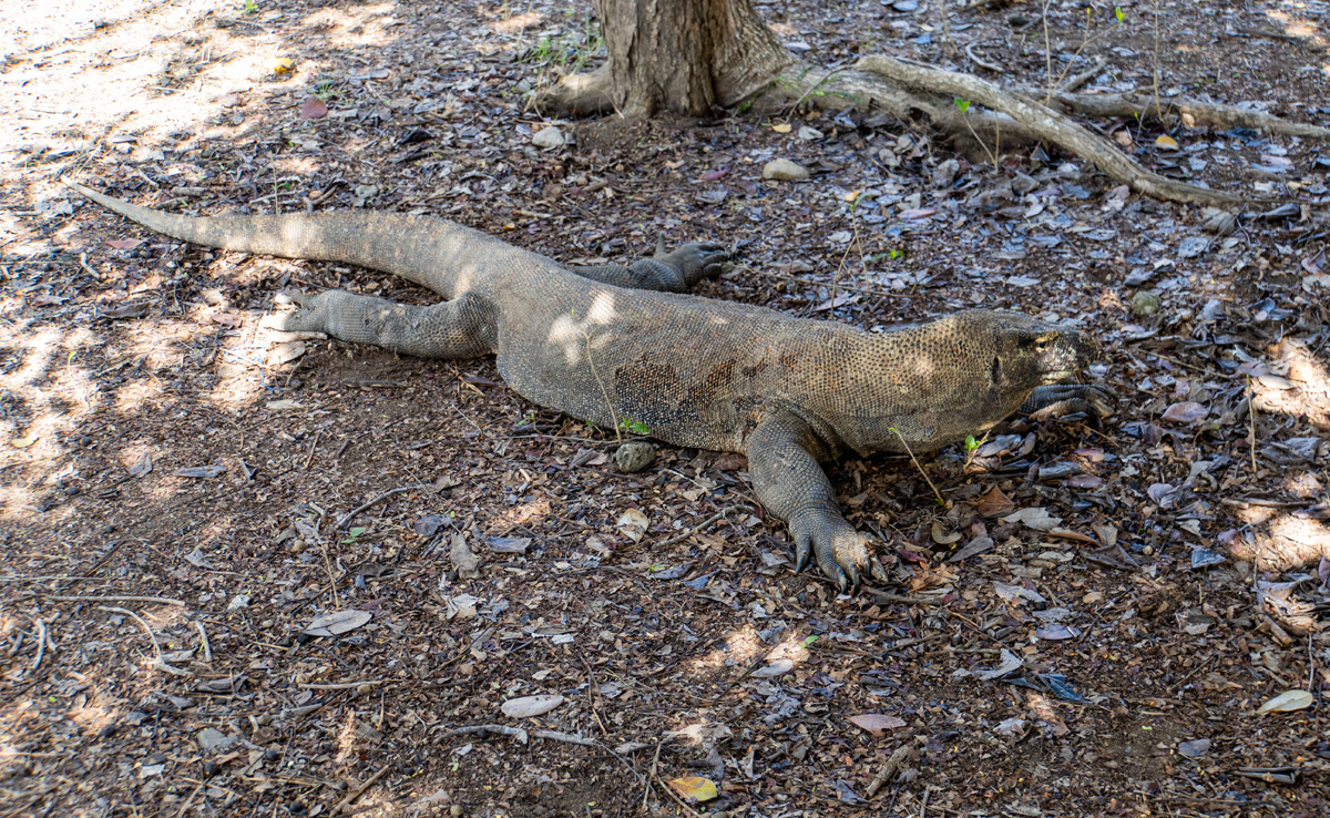 Komodo Dragon #2