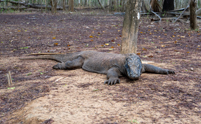Komodo Dragon #1, Indonesia 2022 - Komodo & Flores