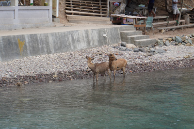 Padar Deer, Padar Island, Indonesia 2022 - Komodo & Flores
