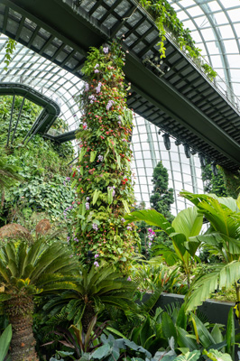 Gardens by the Bay: Cloudforest Dome, Singapore 2022