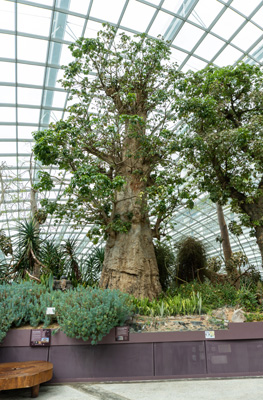 Flower Dome: Indoor Baobab, Gardens by the Bay: Cloudforest Dome, Singapore 2022