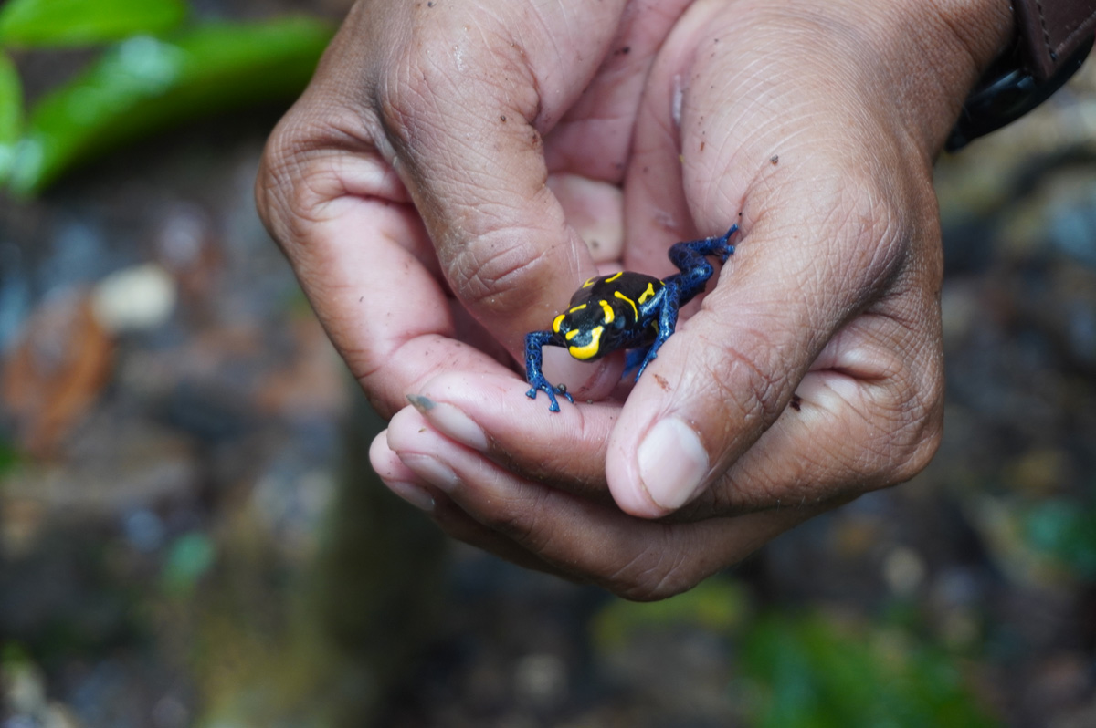 Kabalebo: Frogs & Toads, Guide + Dyeing Poison Frog