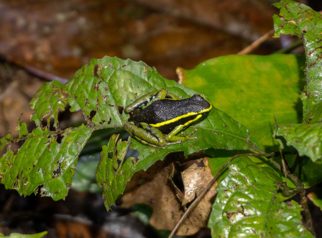 Kabalebo: Frogs & Toads, Three-Striped Poison Frog at night