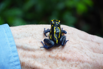 Graham + Dyeing Poison Dart Frog Dyeing Poison Dart Frog (Dendr, Kabalebo: Frogs & Toads, 2022 Suriname