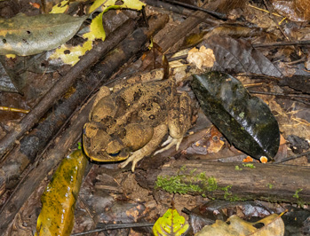 (Alleged) Suriname Toad at night, Kabalebo: Frogs & Toads, 2022 Suriname